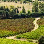 Visite nelle Cantine del Sulcis