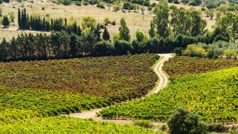 Visite nelle Cantine del Sulcis